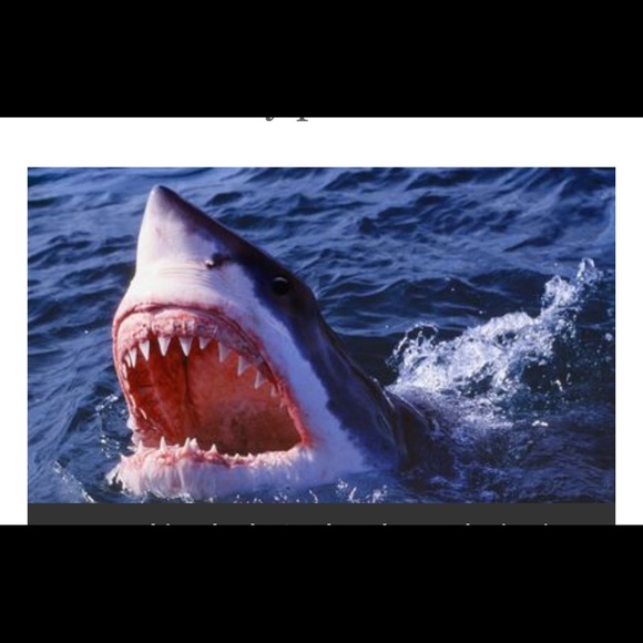 SPERRY JAWS Special Edition Sneakers - Picture 15 of 16